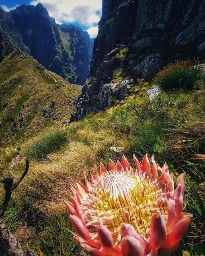 Camdene Guesthouse Cape Town Eksteriør bilde